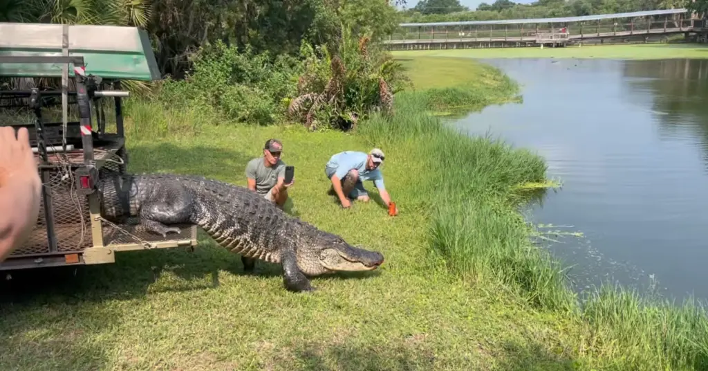 12 foot gator relocated visiting 82330604