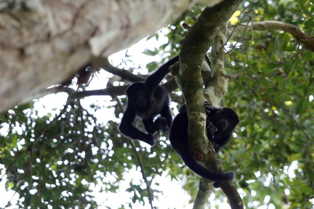 howlermonkeys 2024 05 21 10 17 25